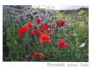 Breithlá Sona (Poppies)