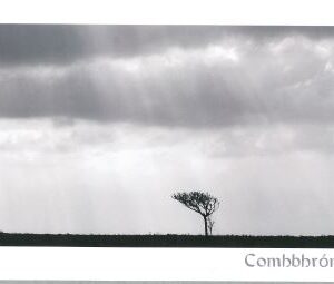 Comhbhrón (BW Tree)