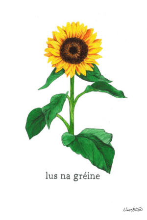 Print – A4 – Lus na gréine (Nine Arrow)