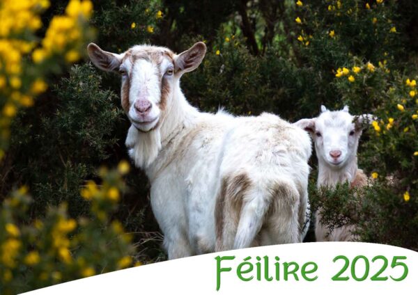 Féilire 2025 – Éamonn Coyle